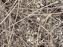 Indian Couple Outdoor Sex In A Jungle Deep Forest